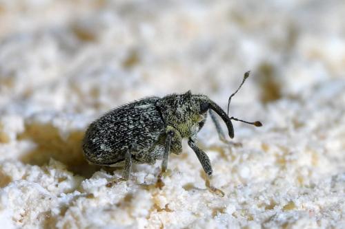Réf. 334 127 : Ceutorhynchus pallidactylus